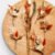 Corsages Roest set