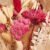 Droogboeket Fuchsia Groot detail